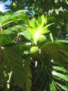 Breadfruit tree.